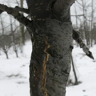 Welche Kalkfarbe für Obstbäume: Der ultimative Ratgeber