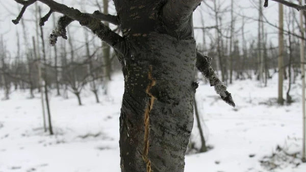 Welche Kalkfarbe für Obstbäume: Der ultimative Ratgeber